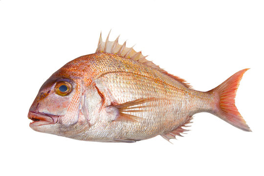 マダイ の画像 1 596 件の Stock 写真 ベクターおよびビデオ Adobe Stock