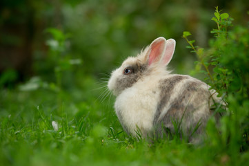 Cute Fluffy Rabbit Outdoors