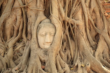 Buddha head in tree roots at ayutthaya ,Thailand.