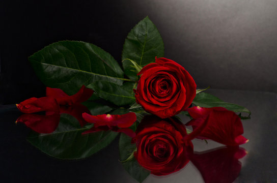 beautiful red rose on black background.Photo with reflection