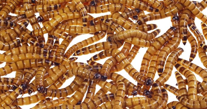 Zophobas morio (worms) close up background 