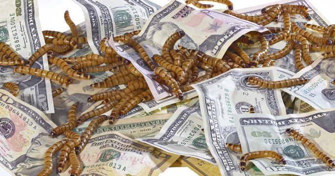 Big ugly worms crawling over dollars banknotes background, econo