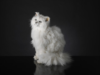 White Taxidermy Cat