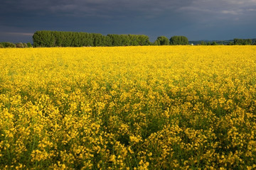 Obraz premium Rapsfeld