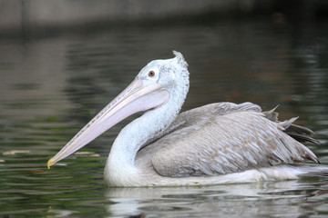 Fototapeta na wymiar Waterbird, Spot-billed Pelican. 