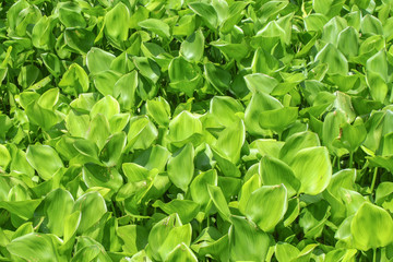 Water Hyacinth cover a pond.

