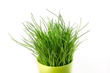 Chives, culinary herb