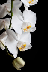 Naklejka na ściany i meble white orchid flower on a black background