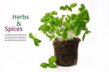 basil, kitchen herb,text space