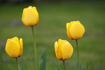 four yellow tulip flowers springtime