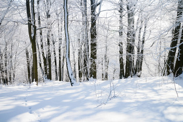 Winterwald