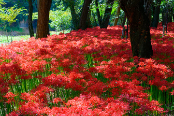 Red spider lily in Kinchakuda, Saitama, Japan