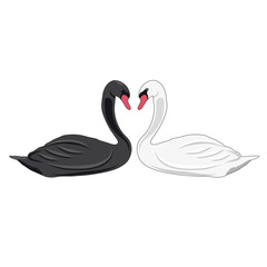 Illustration of swans