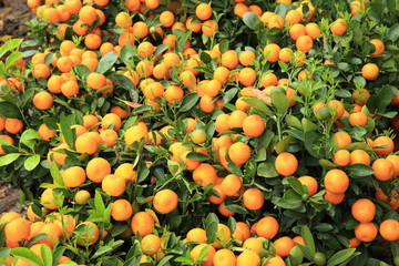 yellow orange fruits grow on tree