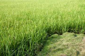 Rice field with green grass agriculture farm background texture from THAILAND.
