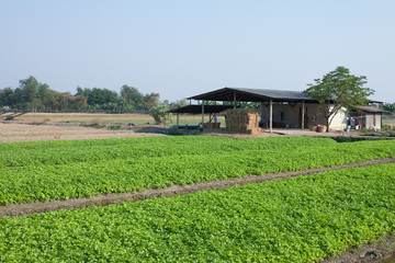 Fototapeta na wymiar Celery farming in Thailand. 