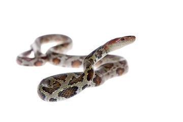 Fototapeta premium Flower Ratsnake isolated on white