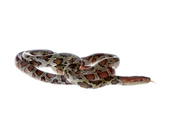 Flower Ratsnake isolated on white