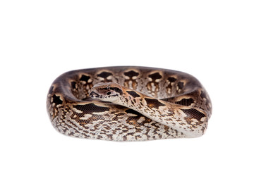 Fototapeta premium Madagascar or Malagasy ground boa on white