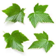Currant leaf isolated. Collection