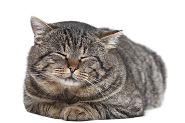 Fototapeta premium Gray striped cat sleeping on a white background. Isolated.