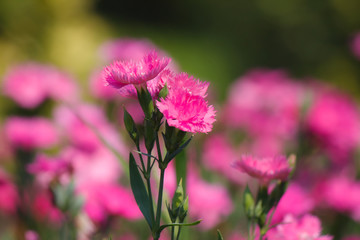 the beautiful flower in garden