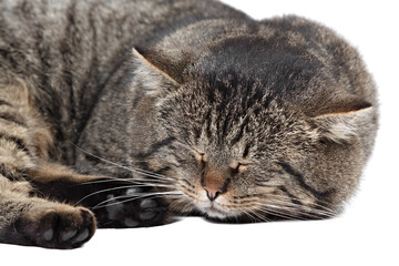 Fototapeta na wymiar Gray striped cat sleeping on a white background. Isolated.