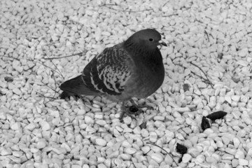 Pigeon
