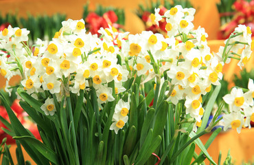 chinese new year decoration plants daffodil flowers