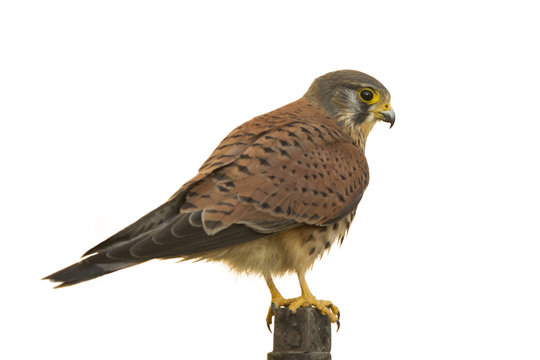 Bird of prey