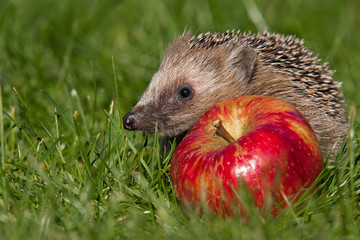Igel © Alexander Erdbeer