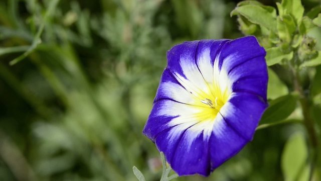 Blaue Prunkwinde