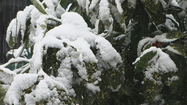 Acuba japonica Variegata, snowy bush with red berries