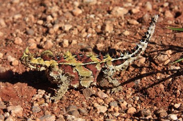 Thorny devil, Australia