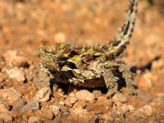 thorny devil, Australia