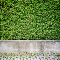 Green plant background