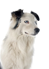 australian shepherd
