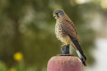 Kestrel takes a rest