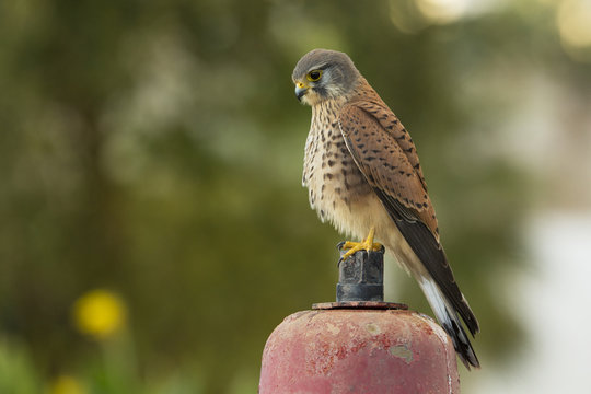 Kestrel takes a rest