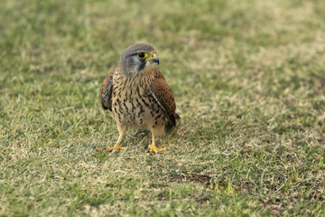Kestrel on the grass