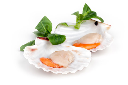Fresh Scallops