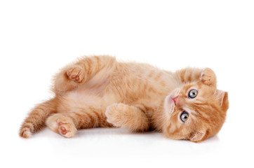 Red kitten on a white background