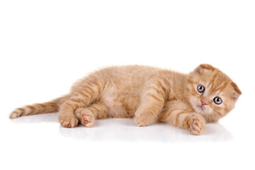 Orange tabby kitten isolated on white background