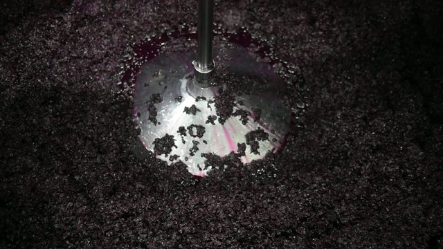Winemaking-Treading grapes after the harvest
