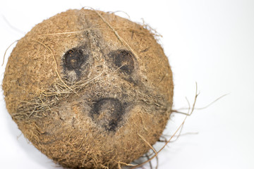 Cocco isolato su bianco