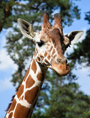 Giraffe portrait
