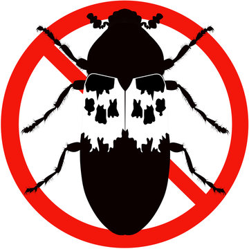 dermestes lardarius