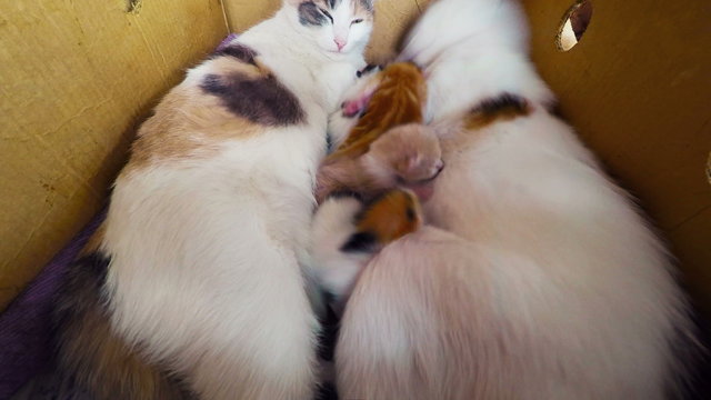 Cat Breast Feeding Kittens,  Newborn kittens with a cat in a bas