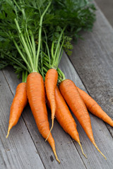 Freshly harvested carrots with green leaves