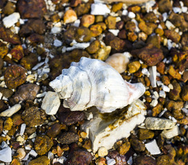 Fossil of shell